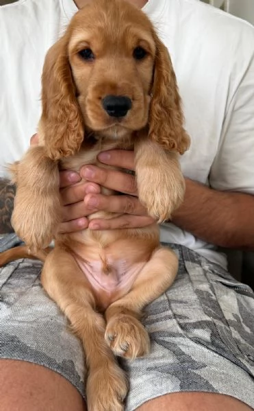 Cocker spaniel maschi  | Foto 0