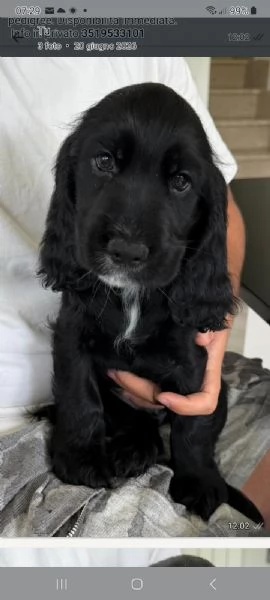 Cocker spaniel maschi 
