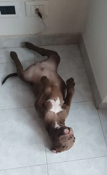 American Pitbull terrier con pedigree | Foto 4