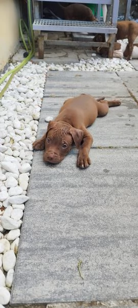 American Pitbull terrier con pedigree | Foto 3