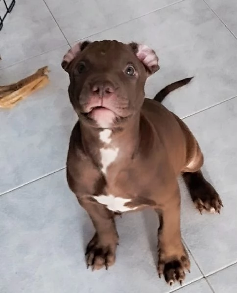 American Pitbull terrier con pedigree | Foto 2