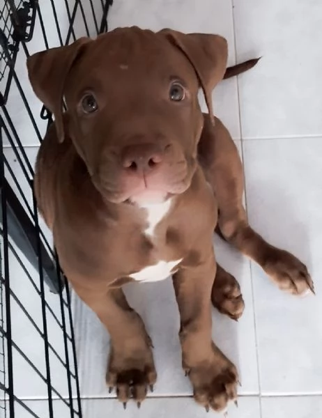 American Pitbull terrier con pedigree | Foto 0