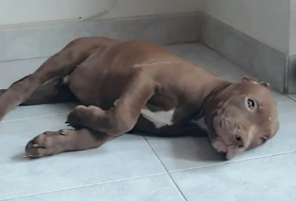 American Pitbull terrier con pedigree
