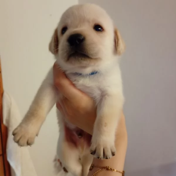 Cuccioli di Labrador