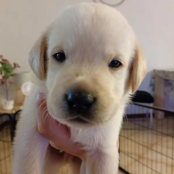 Cuccioli di Labrador | Foto 5