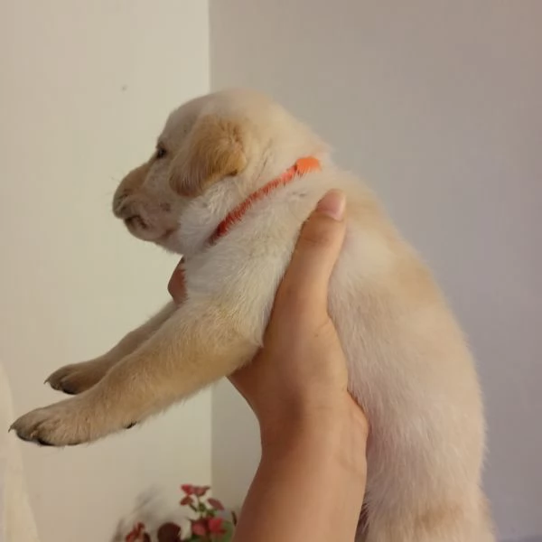 Cuccioli di Labrador | Foto 4