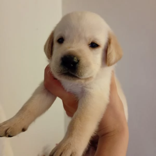 Cuccioli di Labrador | Foto 3
