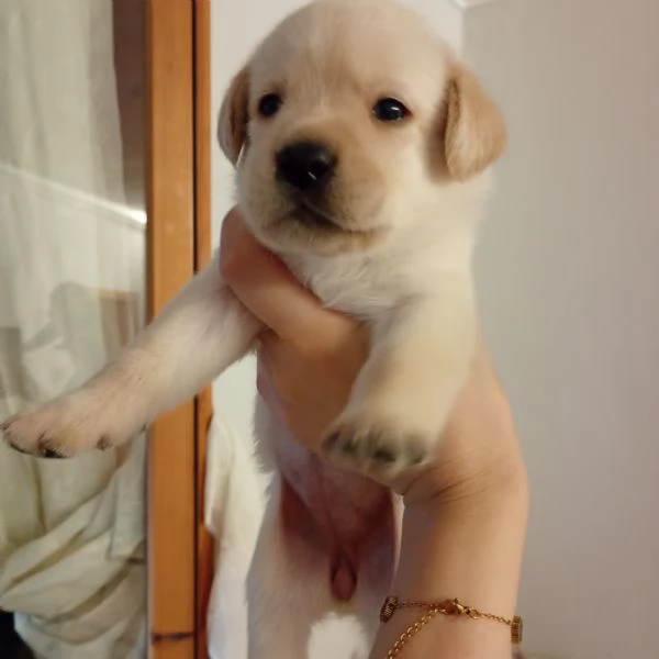 Cuccioli di Labrador | Foto 2