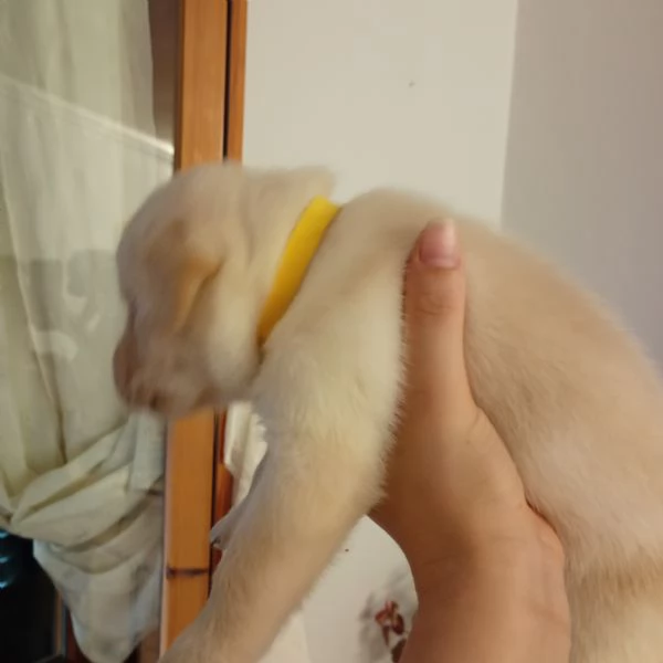 Cuccioli di Labrador | Foto 1