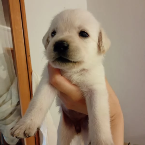 Cuccioli di Labrador | Foto 0