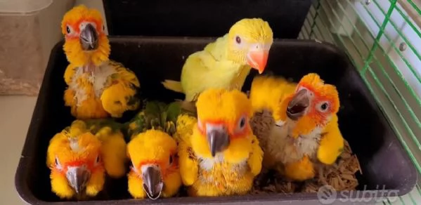 Pappagalli DA IMBECCO varie specie | Foto 6