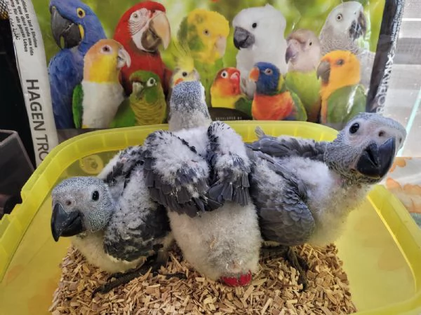 Pappagalli DA IMBECCO varie specie | Foto 5