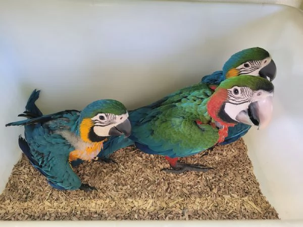 Pappagalli DA IMBECCO varie specie | Foto 4