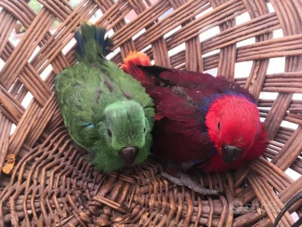 Pappagalli DA IMBECCO varie specie | Foto 3