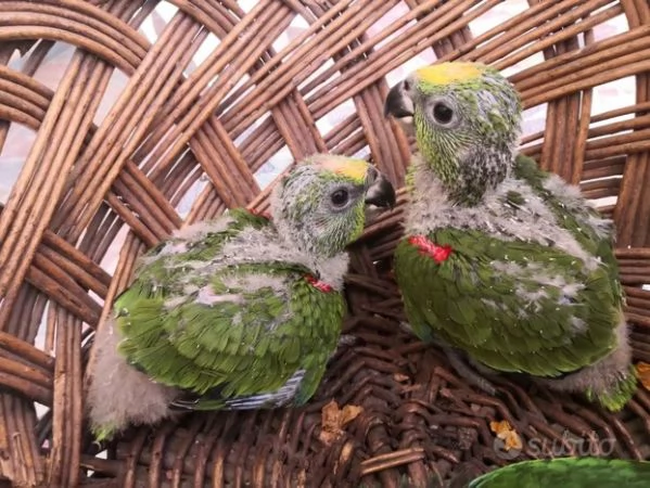 Pappagalli DA IMBECCO varie specie | Foto 2