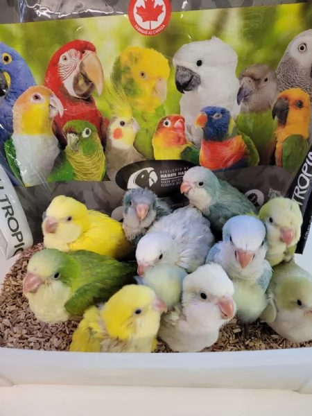 Pappagalli DA IMBECCO varie specie | Foto 0