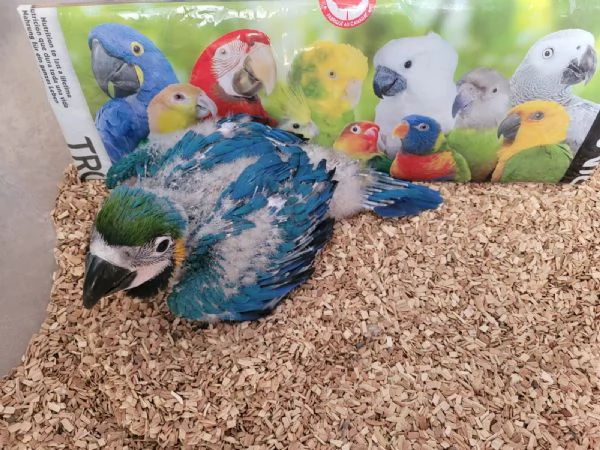 Pappagalli Ara Ararauna DA IMBECCO | Foto 3