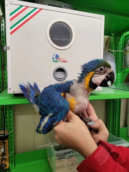 Pappagalli Ara Ararauna DA IMBECCO | Foto 2