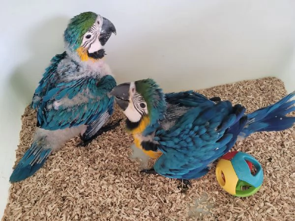 Pappagalli Ara Ararauna DA IMBECCO | Foto 0