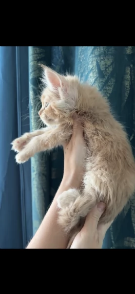Cucciolo di Maine Coon