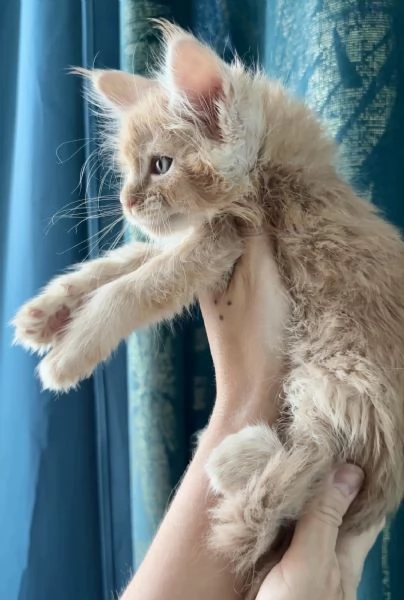 Cucciolo di Maine Coon | Foto 0