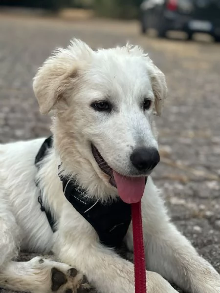  Bellissimo cucciolo orsacchiotto bianco e dolce | Foto 11