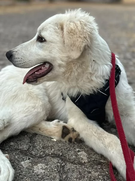  Bellissimo cucciolo orsacchiotto bianco e dolce | Foto 10