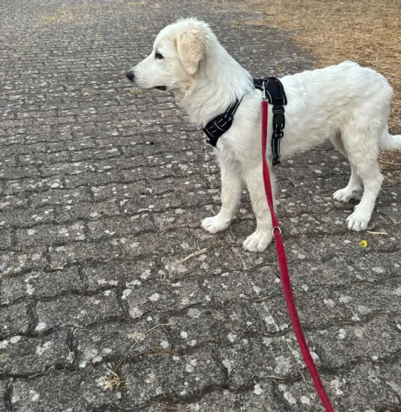  Bellissimo cucciolo orsacchiotto bianco e dolce | Foto 9