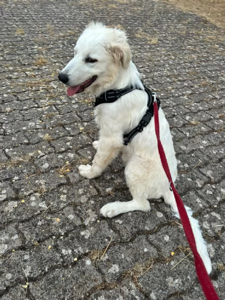  Bellissimo cucciolo orsacchiotto bianco e dolce | Foto 8
