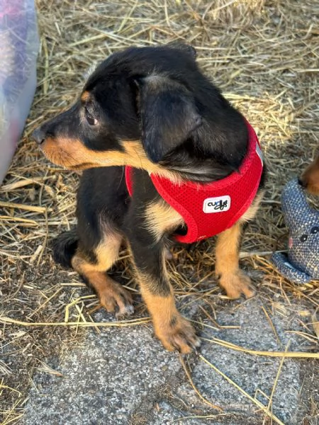  Bellissimo cucciolo orsacchiotto bianco e dolce | Foto 7
