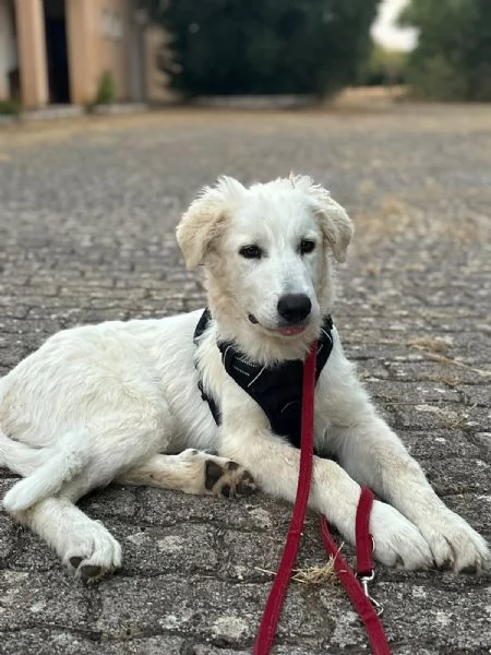  Bellissimo cucciolo orsacchiotto bianco e dolce