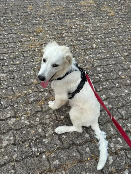  Bellissimo cucciolo orsacchiotto bianco e dolce | Foto 6