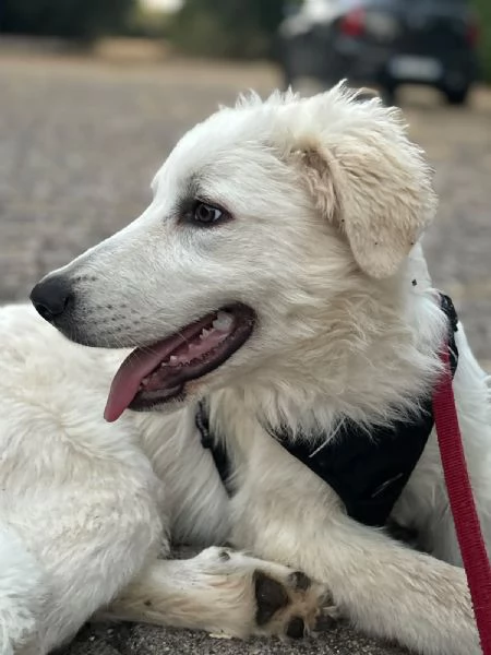  Bellissimo cucciolo orsacchiotto bianco e dolce | Foto 5