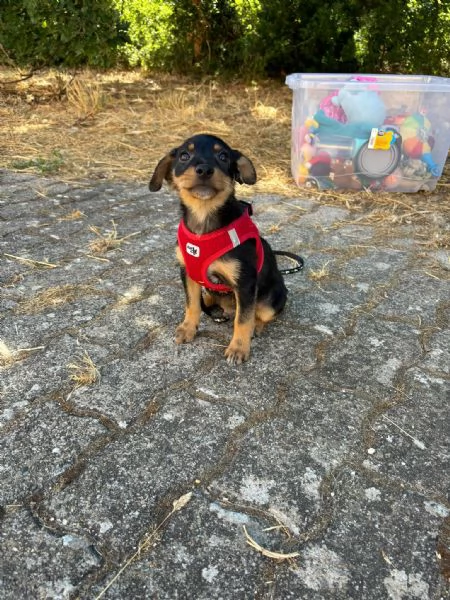 Bellissimo cucciolo orsacchiotto bianco e dolce | Foto 4