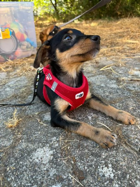  Bellissimo cucciolo orsacchiotto bianco e dolce | Foto 3