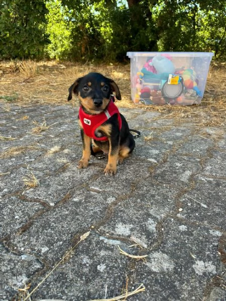  Bellissimo cucciolo orsacchiotto bianco e dolce | Foto 2