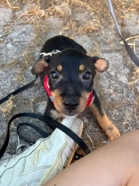  Bellissimo cucciolo orsacchiotto bianco e dolce | Foto 1