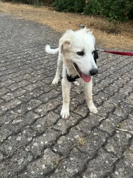  Bellissimo cucciolo orsacchiotto bianco e dolce | Foto 0