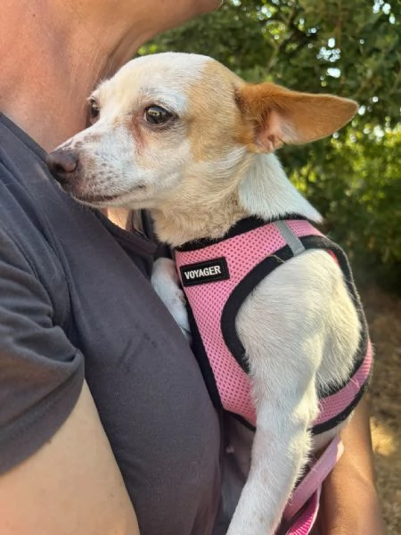 Sissi dolce canina taglia mini | Foto 12