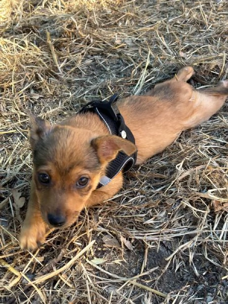 Sissi dolce canina taglia mini | Foto 11