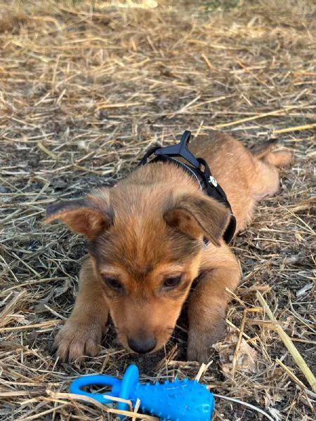 Sissi dolce canina taglia mini | Foto 10