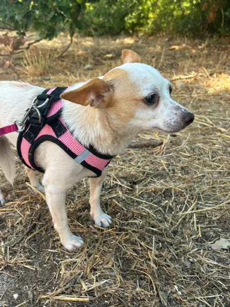 Sissi dolce canina taglia mini | Foto 9