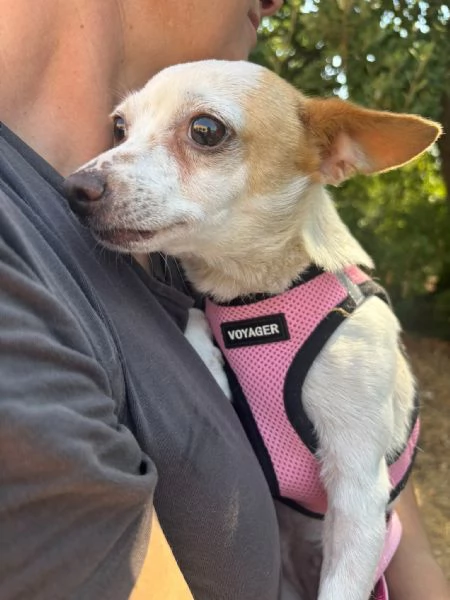 Sissi dolce canina taglia mini | Foto 8