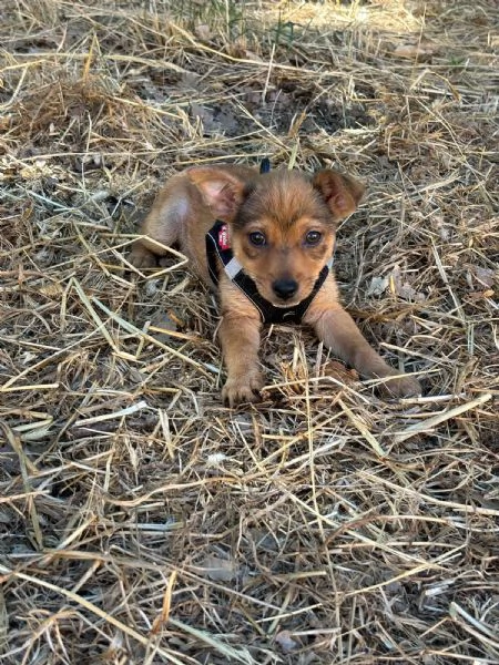 Sissi dolce canina taglia mini | Foto 7