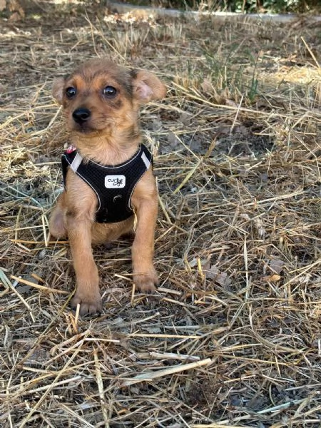 Sissi dolce canina taglia mini | Foto 6