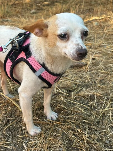 Sissi dolce canina taglia mini | Foto 5