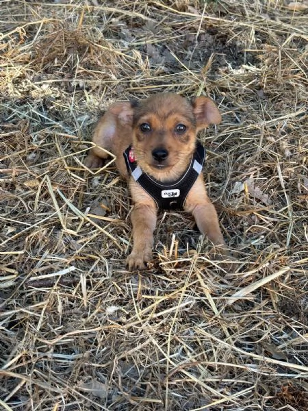 Sissi dolce canina taglia mini | Foto 4