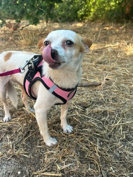 Sissi dolce canina taglia mini | Foto 3