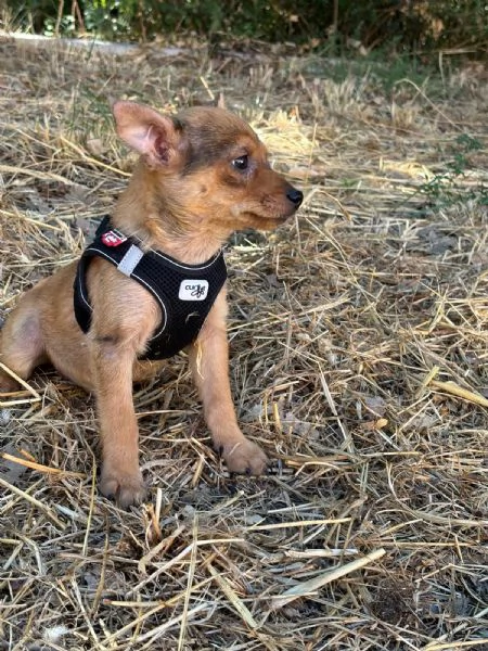 Sissi dolce canina taglia mini | Foto 2
