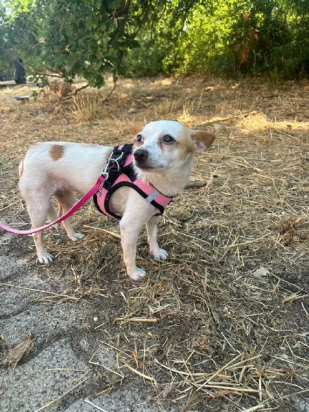 Sissi dolce canina taglia mini